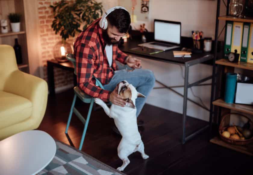 Freelancer working from home and playing with his dog